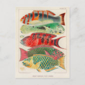 Classic Illustration Briefkaart (Voorkant)