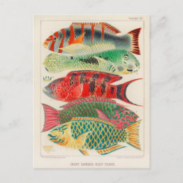 Classic Illustration Briefkaart