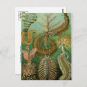 Classic Illustration Briefkaart (Voorkant / Achterkant)