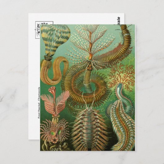 Classic Illustration Briefkaart (Voorkant / Achterkant)