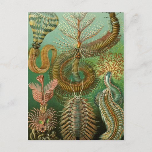 Classic Illustration Briefkaart (Voorkant)