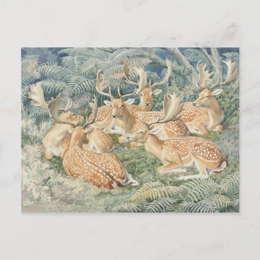 Classic Illustration Briefkaart (Voorkant)