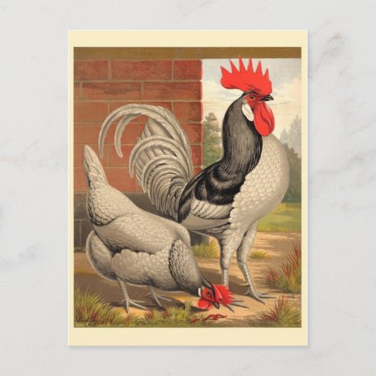 Classic Illustration Briefkaart (Voorkant)