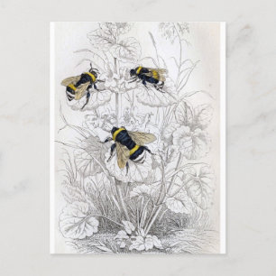 Classic Illustration Briefkaart