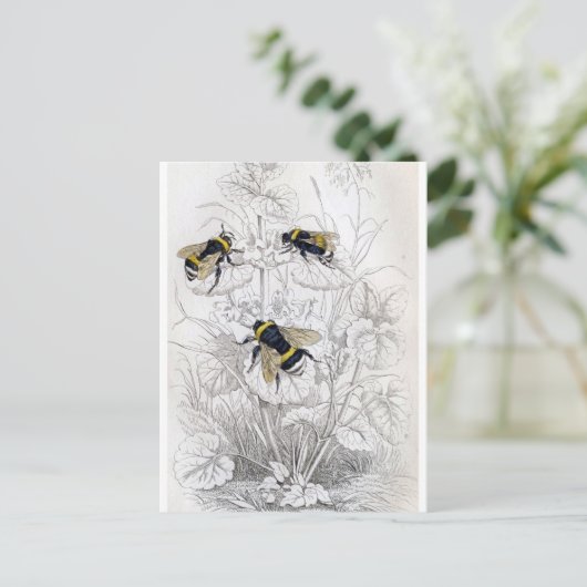 Classic Illustration Briefkaart (Staand voorkant)