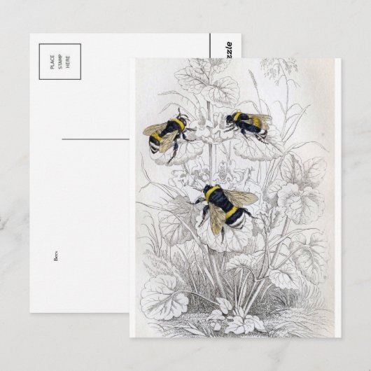 Classic Illustration Briefkaart (Voorkant / Achterkant)