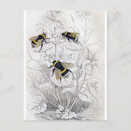 Classic Illustration Briefkaart (Voorkant)