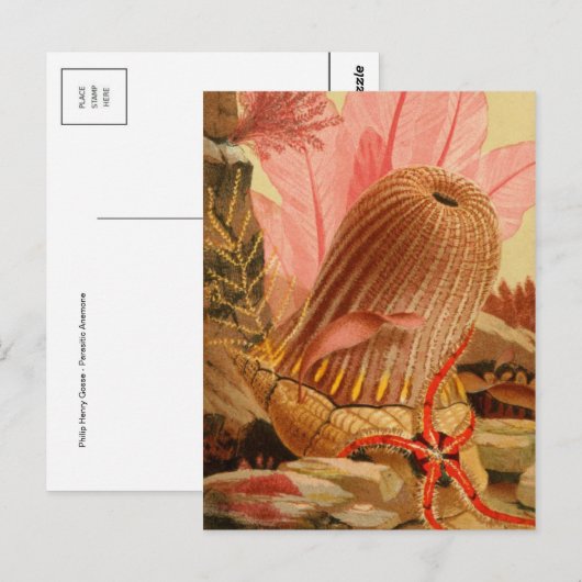 Classic Illustration Briefkaart (Voorkant / Achterkant)