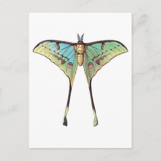 Classic Illustration Briefkaart (Voorkant)