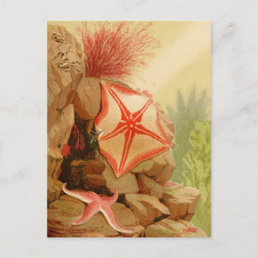 Classic Illustration Briefkaart (Voorkant)