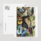 Classic Illustration Briefkaart (Voorkant / Achterkant)