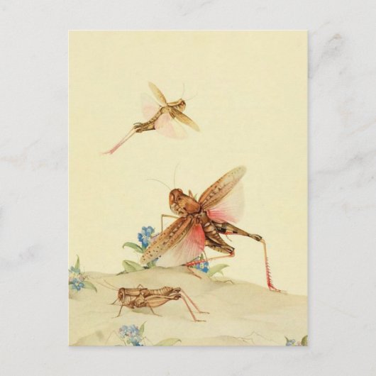 Classic Illustration Briefkaart (Voorkant)