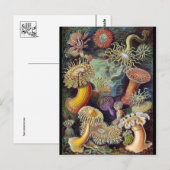 Classic Illustration Briefkaart (Voorkant / Achterkant)