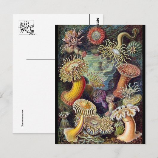 Classic Illustration Briefkaart (Voorkant / Achterkant)