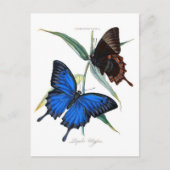 Classic Illustration Briefkaart (Voorkant)