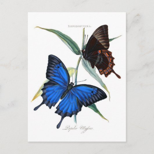 Classic Illustration Briefkaart (Voorkant)