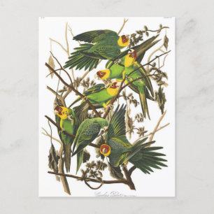 Classic Illustration Briefkaart