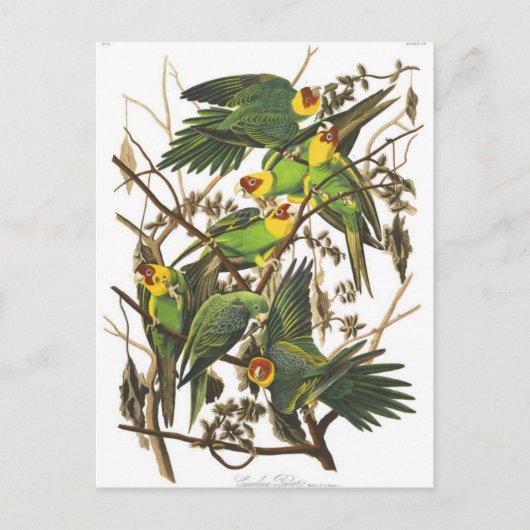 Classic Illustration Briefkaart (Voorkant)