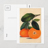 Classic Illustration Briefkaart (Voorkant / Achterkant)