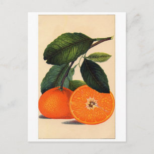 Classic Illustration Briefkaart