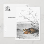 Classic Illustration Briefkaart (Voorkant / Achterkant)