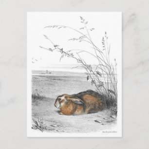 Classic Illustration Briefkaart