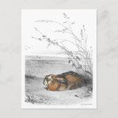 Classic Illustration Briefkaart (Voorkant)