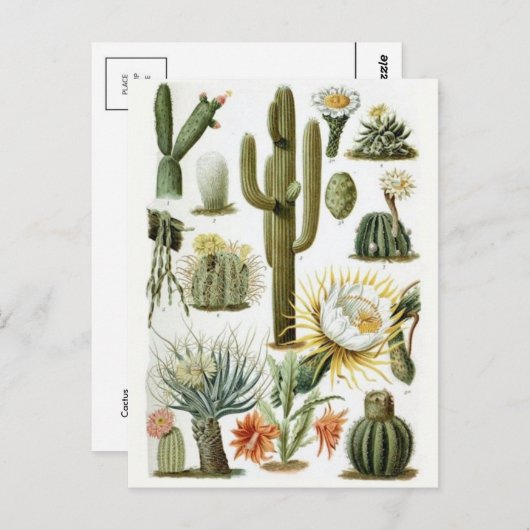 Classic Illustration Briefkaart