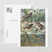 Classic Illustration Briefkaart (Voorkant / Achterkant)