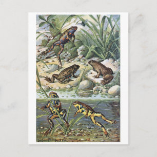 Classic Illustration Briefkaart