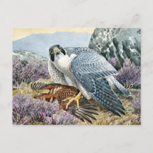 Classic Illustration Briefkaart