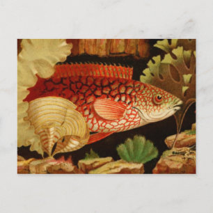 Classic Illustration Briefkaart