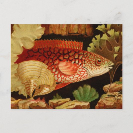 Classic Illustration Briefkaart (Voorkant)