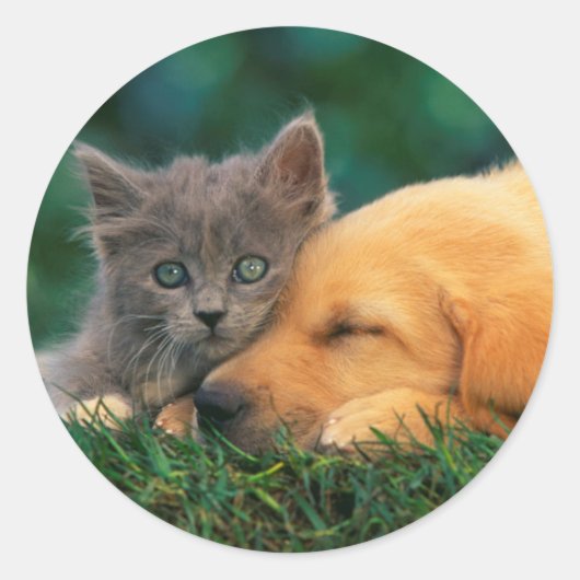 Classic Ronde Sticker, Glanzende Schattigee kat en Sticker (Voorkant)