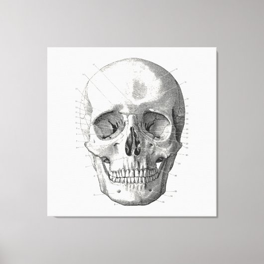 Classic Skull Diagram Illustratie Canvas Afdruk (Voorkant)