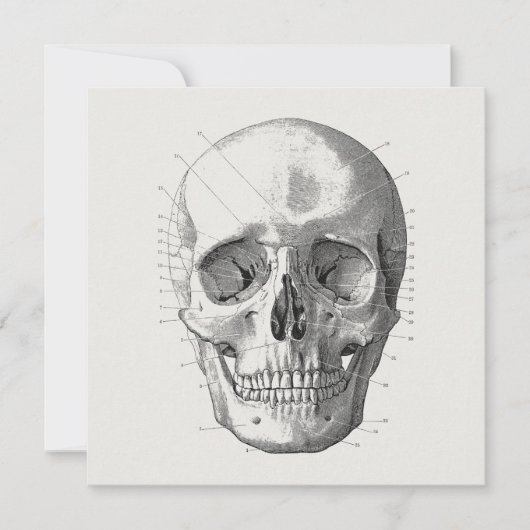 Classic Skull Diagram Illustratie Kaart (Voorkant)