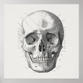 Classic Skull Diagram Illustratie Poster (Voorkant)