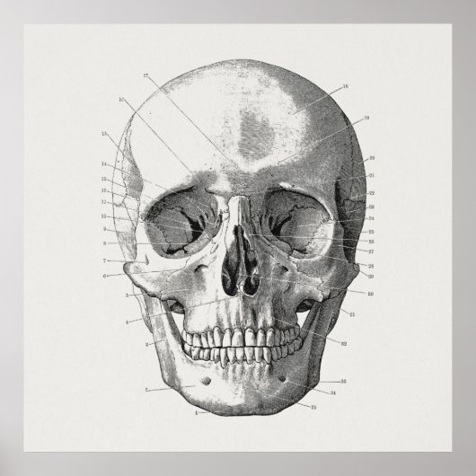 Classic Skull Diagram Illustratie Poster (Voorkant)