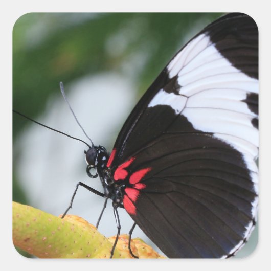 Classic Square Sticker/Doris Longwing Closeup Vierkante Sticker (Voorkant)