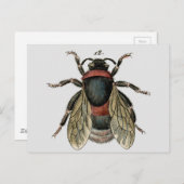 Classic Zoological Etching of a Bumble Bee Briefkaart (Voorkant / Achterkant)