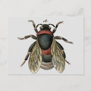 Classic Zoological Etching of a Bumble Bee Briefkaart