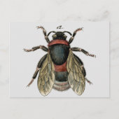 Classic Zoological Etching of a Bumble Bee Briefkaart (Voorkant)