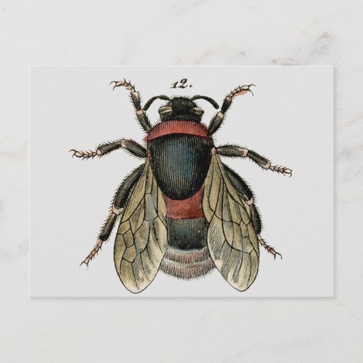 Classic Zoological Etching of a Bumble Bee Briefkaart (Voorkant)