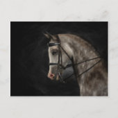 Classy Arabian Briefkaart (Voorkant)