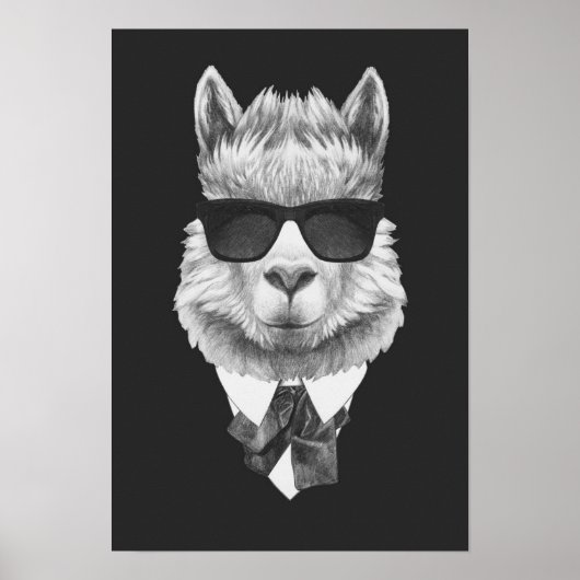 Classy Llama Poster (Voorkant)