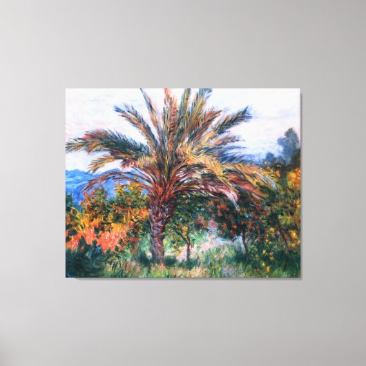 Claude Monet: Palmboom op Bordighera Canvas Afdruk (Voorkant)