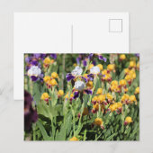 Claude Monet Type Stylized Garden Iris Briefkaart (Voorkant / Achterkant)