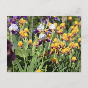 Claude Monet Type Stylized Garden Iris Briefkaart