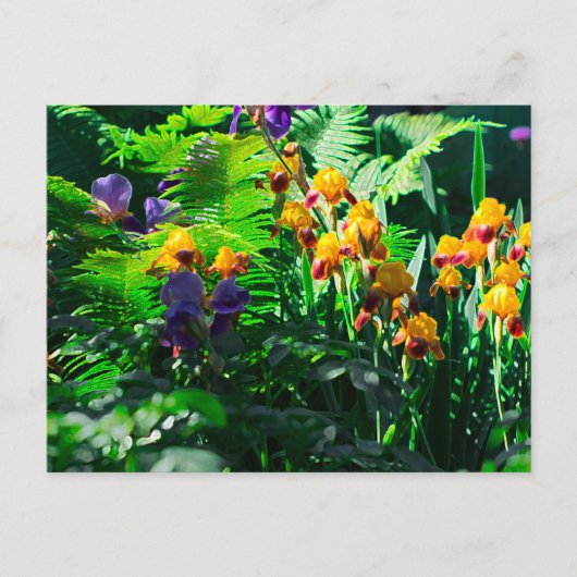 Claude Monet Type Stylized Garden Iris Briefkaart (Voorkant)