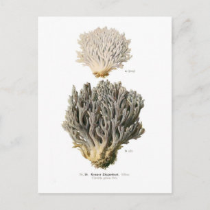 Clavaria grisea briefkaart